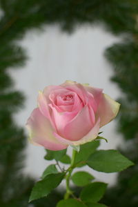Close-up of pink rose