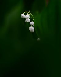 Close-up of white flowering plant