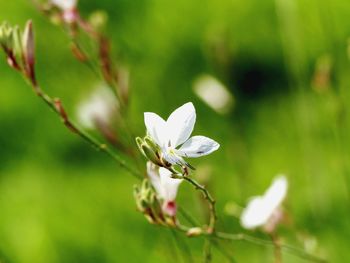 Close-up of white flowering plant