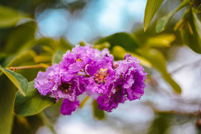 Close-up of purple flowering plant