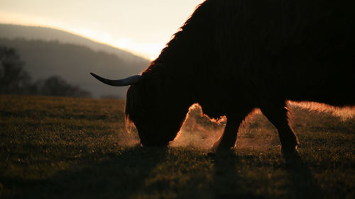 View of horse grazing on field during sunset