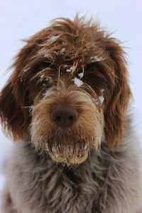 Close-up of a dog