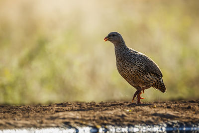 Close-up of bird perching on field