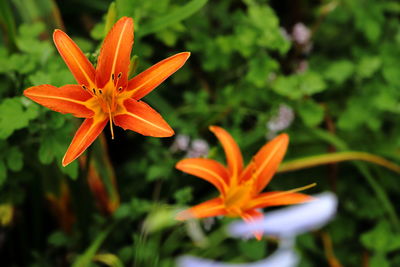 Close-up of orange lily blooming outdoors