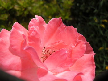 Close-up of pink hibiscus blooming outdoors