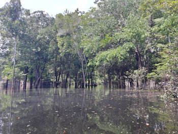 Trees by lake in forest