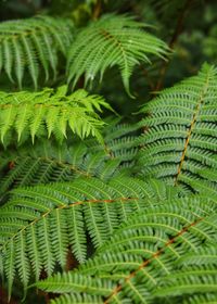 Close-up of fern leaves