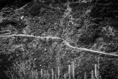 High angle view of road amidst trees in forest