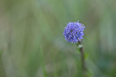 Close-up of purple flowering plant