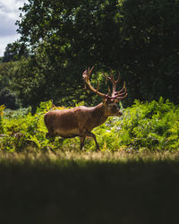 Deer in a forest