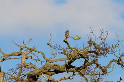 Low angle view of bird perching on bare tree against sky