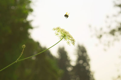 Close-up of insect on plant against sky