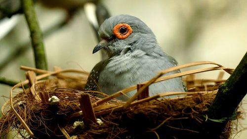 Close-up of bird perching on twig