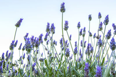 Low angle view of purple flowers blooming in field