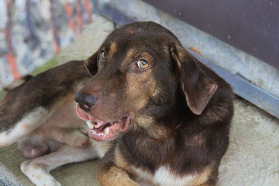 High angle view of dog looking away