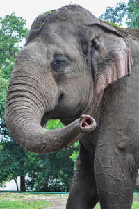 This photo shows a portrait of a sumatran elephant sticking out its trunk and glancing at the camera