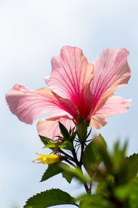 Close-up of pink hibiscus flower against sky