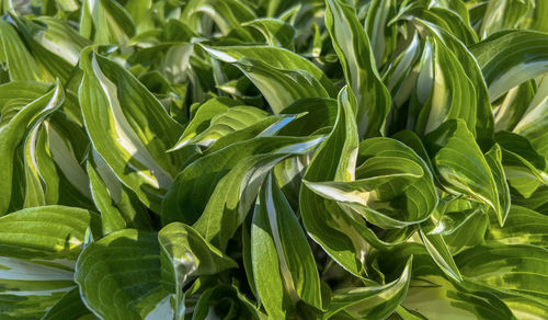 Full frame shot of plants