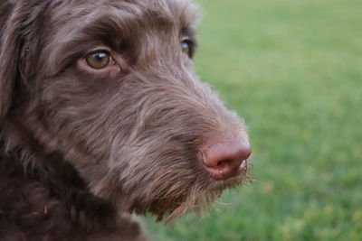 Close up view of brown dog puppy nose