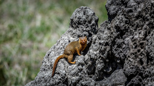 Close-up of lizard on rock