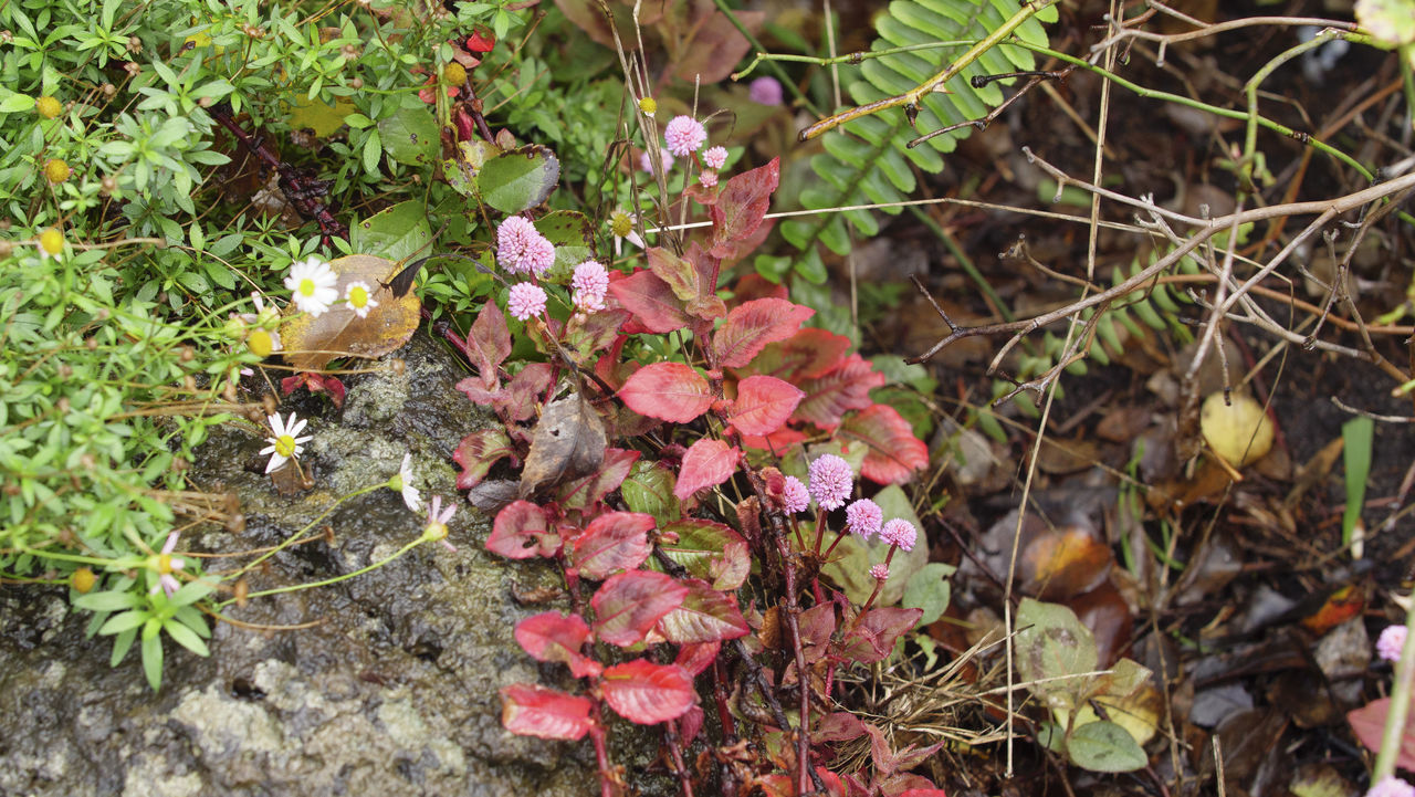 CLOSE-UP OF PINK FLOWERING PLANTS ON LAND