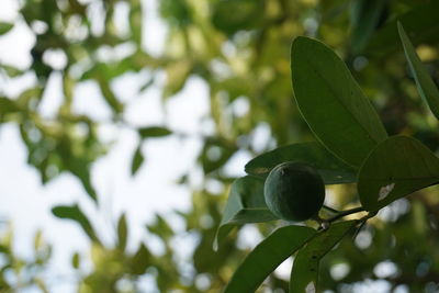 Lime on the tree