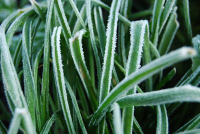 Close-up of fresh green plant