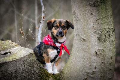 Dog in a park