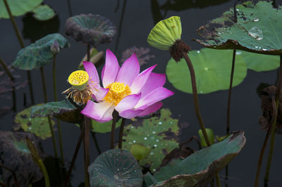 High angle view of lotus water lily growing in pond