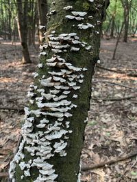 Close-up of mushrooms growing on tree trunk