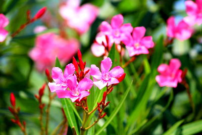 Close-up of pink flowers blooming in park