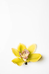 Close-up of yellow flower over white background