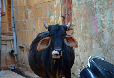 Portrait of cow standing outdoors