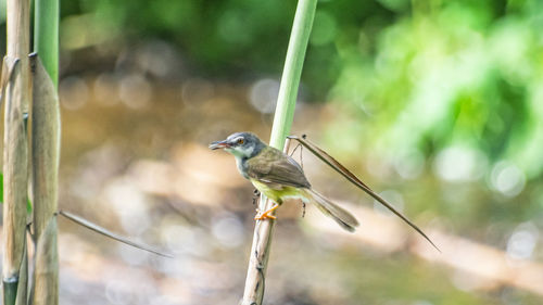 Close-up of bird perching on plant