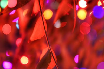 Close-up of illuminated christmas lights at night