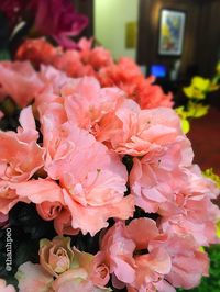 Close-up of pink flowers