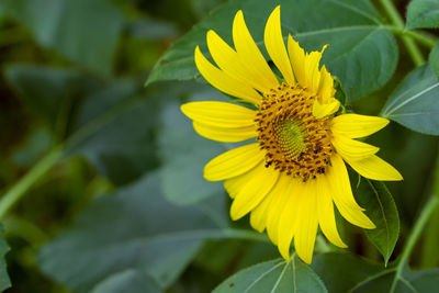 Close-up of yellow flower