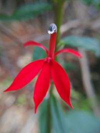 Close-up of red flowering plant