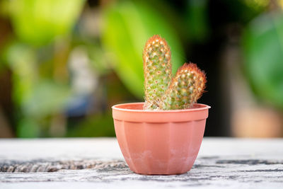 Close-up of potted plant on table