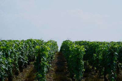 Plants growing on field against sky