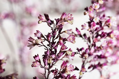 Close-up of cherry blossoms in spring