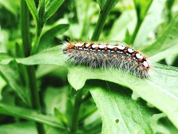 Close-up of insect on plant