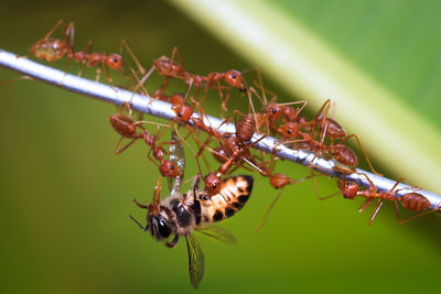 Insect and ants on metallic rod