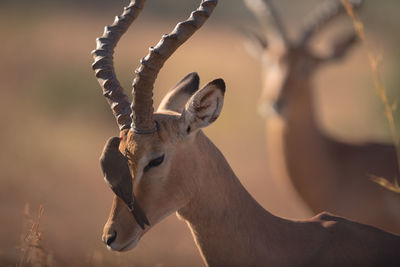Close-up of deer