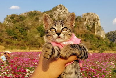 Portrait of hand holding cat by plant