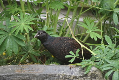 Close-up of bird perching on plant