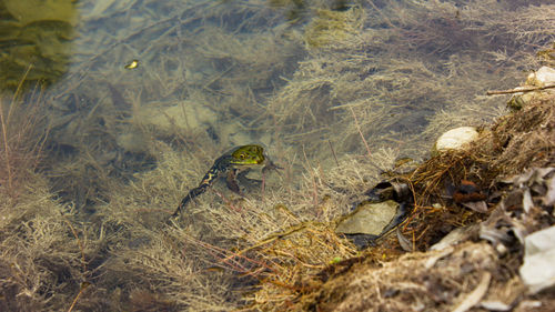 High angle view of insect on grass