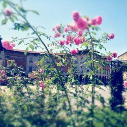 Pink flowers blooming on tree