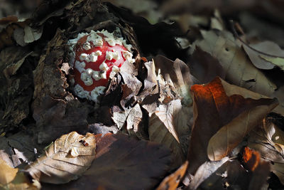 Close-up of dry autumn leaves on land