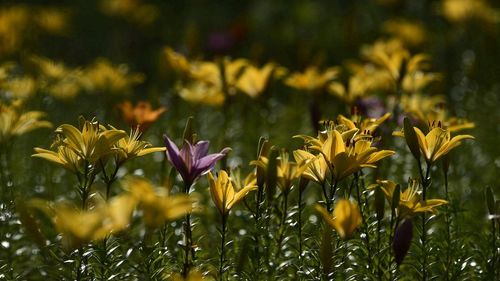 Close-up of yellow flower